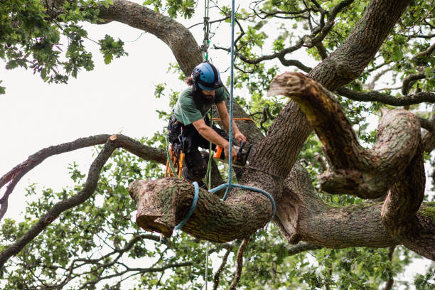 How Our Tree Care Process Works  in  Truckee, CA